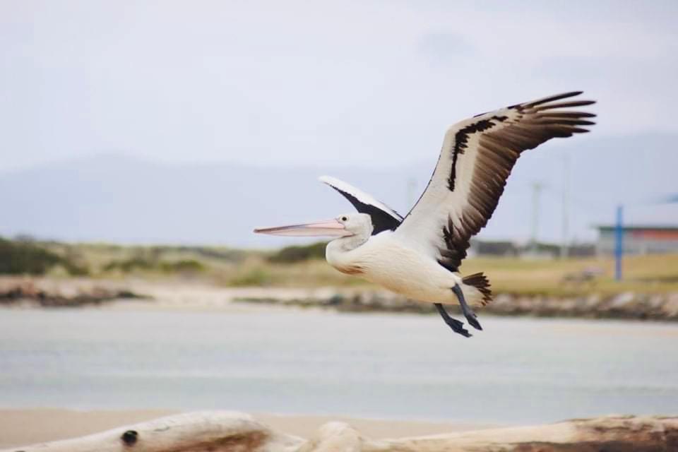 Pelican Sands Scamander Eksteriør billede