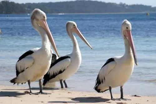 Pelican Sands Scamander Eksteriør billede