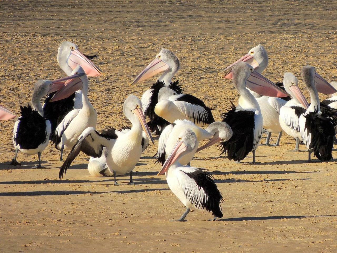 Pelican Sands Scamander Eksteriør billede